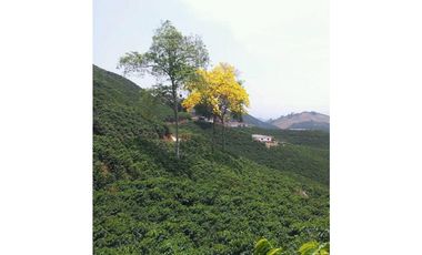 FINCA EN PALESTINA DE 10 A 30 PERSONAS  TARIFA MINIMA  10 PAX