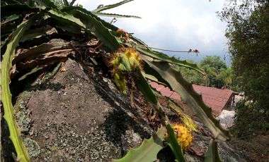 Casa Quinta en Venta Fusagasugá - Vereda La Trinidad