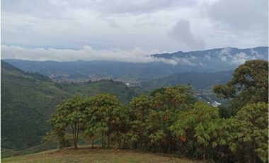 SE VENDEN MUY BUENOS LOTES VDA LA MIEL,CALDAS ENTRE 295' A 340' MM.