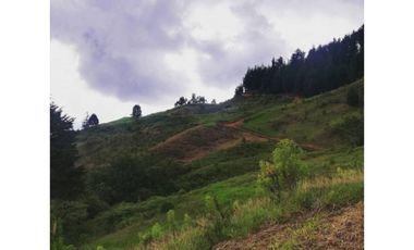 SE VENDEN MUY BUENOS LOTES VDA LA MIEL,CALDAS ENTRE 295' A 340' MM.