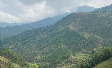 SE VENDEN MUY BUENOS LOTES VDA LA MIEL,CALDAS ENTRE 295' A 340' MM.