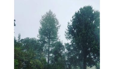 SE VENDEN MUY BUENOS LOTES VDA LA MIEL,CALDAS ENTRE 295' A 340' MM.