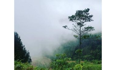 SE VENDEN MUY BUENOS LOTES VDA LA MIEL,CALDAS ENTRE 295' A 340' MM.
