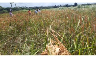 VENTA TERRENO CHEPO TORTI