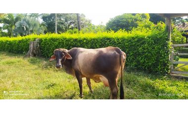 VENTA DE FINCA JAMUNDI POTRERITO.