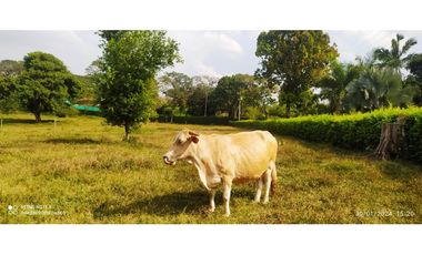 VENTA DE FINCA JAMUNDI POTRERITO.