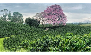 FINCA EN CHINCHINA  PAISAJE CAFETERO  16 PAX