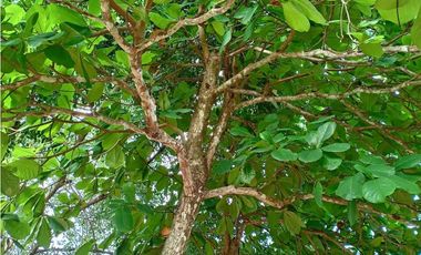 Alquilo o vendo hermosa casa en Bugaba, super acogedora y espaciosa!