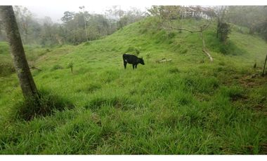 HERMOSA FINCA EN VENTA EN VELEZ LANZADURI