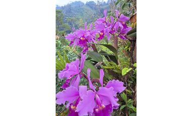 HERMOSA FINCA EN VENTA EN VELEZ LANZADURI