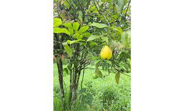 HERMOSA FINCA EN VENTA EN VELEZ LANZADURI