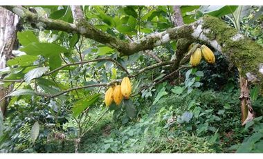 HERMOSA FINCA EN VENTA EN VELEZ LANZADURI