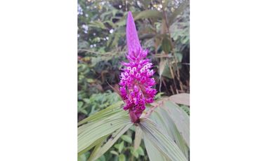 HERMOSA FINCA EN VENTA EN VELEZ LANZADURI