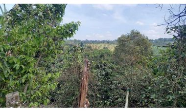 Finca de 13 cuadras en cafe platano y aguacate hermosa vista