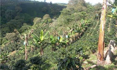 Finca de 13 cuadras en cafe platano y aguacate hermosa vista