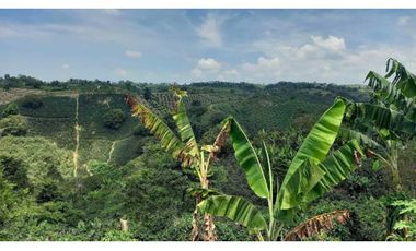 Finca de 13 cuadras en cafe platano y aguacate hermosa vista