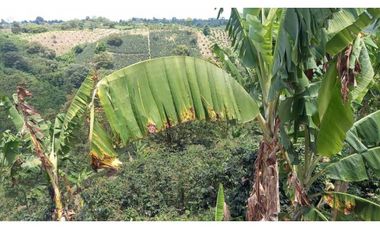 Finca de 13 cuadras en cafe platano y aguacate hermosa vista