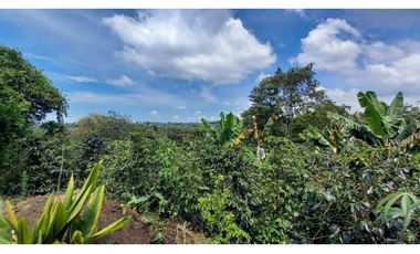 Finca de 13 cuadras en cafe platano y aguacate hermosa vista