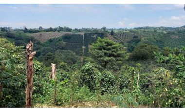 Finca de 13 cuadras en cafe platano y aguacate hermosa vista