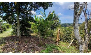 Finca de 13 cuadras en cafe platano y aguacate hermosa vista