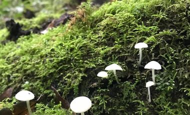 CASA EN RENTA EN EL BOSQUE, VALLE DE BRAVO