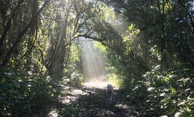 CASA EN RENTA EN EL BOSQUE, VALLE DE BRAVO