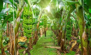Finca Bananera en venta