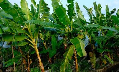 Finca Bananera en venta