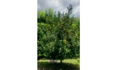 Sieb 213. Oportunidad Finca en venta, La Mesa Cundinamarca