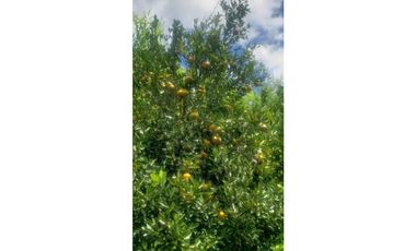 Sieb 213. Oportunidad Finca en venta, La Mesa Cundinamarca