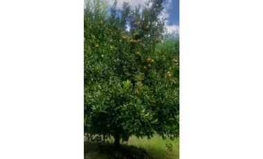 Sieb 213. Oportunidad Finca en venta, La Mesa Cundinamarca