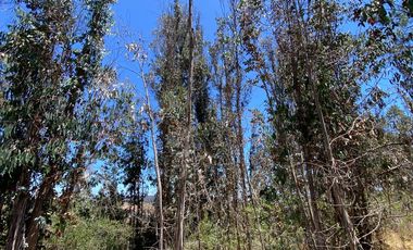 PARCELA 2 HECTAREAS SECTOR SAN JAUN, EL TRANQUE