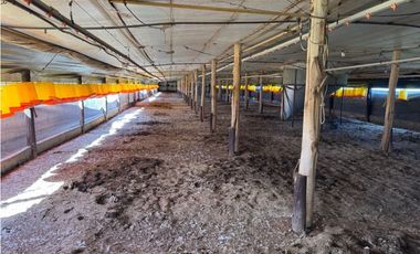 Vendo Granja Avicola en Concepción Del Uruguay, Entre Ríos.