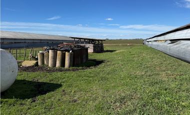 Vendo Granja Avicola en Concepción Del Uruguay, Entre Ríos.