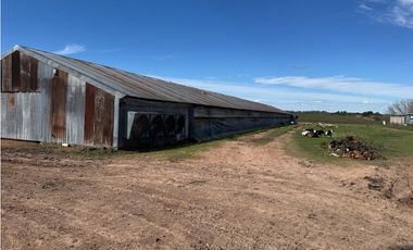 Vendo Granja Avicola en Concepción Del Uruguay, Entre Ríos.