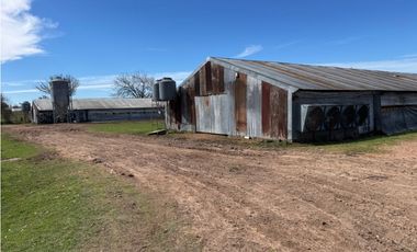 Vendo Granja Avicola en Concepción Del Uruguay, Entre Ríos.