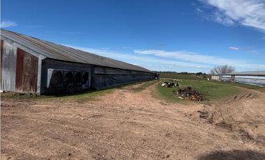 Vendo Granja Avicola en Concepción Del Uruguay, Entre Ríos.