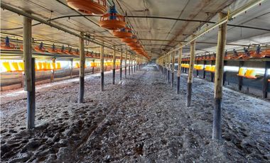 Vendo Granja Avicola en Concepción Del Uruguay, Entre Ríos.