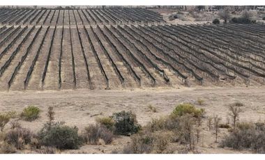 VENTA DE FINCA 28,7 HAS EN ING, GUSTAVO ANDRE- LAVALLE, MZA