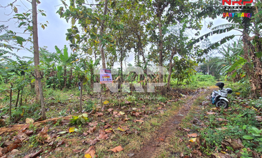 Dijual Tanah Kering Murah Siap Bangun di Bulusan - Banyuwangi