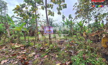 Dijual Tanah Kering Murah Siap Bangun di Bulusan - Banyuwangi