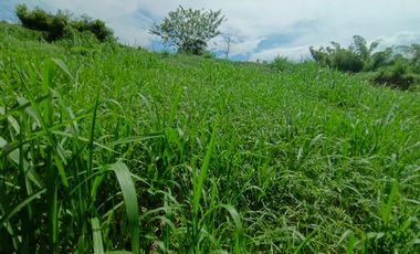 LOTE EN VENTA EN SANTAGUEDA - PALESTINA