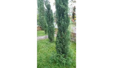 SE VENDE FINCA HOTEL EN QUIMBAYA 3 CUADRAS