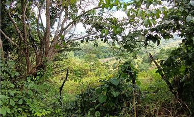 Vendo hermosa Finca a precio de Remate en Puerto Armuelles