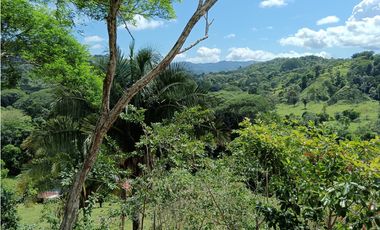 Vendo hermosa Finca a precio de Remate en Puerto Armuelles