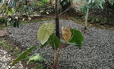 Dijual Cepat Rumah 2 Lantai di Yasmin, Asri, Halaman Luas