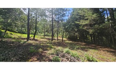 Bonito terreno en zona de bosque de mazamitla jalisco
