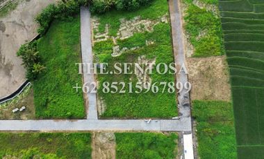 KEDUNGU dekat CANGGU PERERENAN