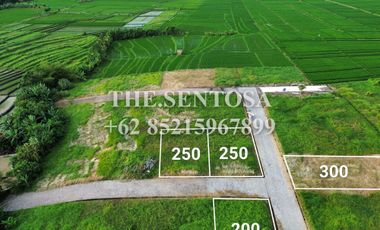 KEDUNGU dekat CANGGU PERERENAN