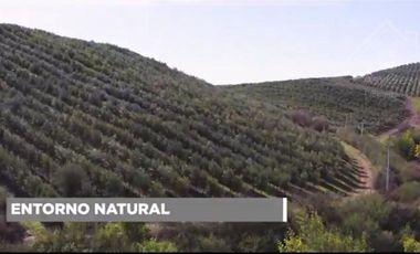 Sitio en Venta en Fundo los Olivos Camino a Pencahue a 10 Minutos de Talca